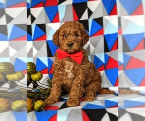 Goldendoodle (Miniature) Puppy for sale in COCHRANVILLE, PA, USA