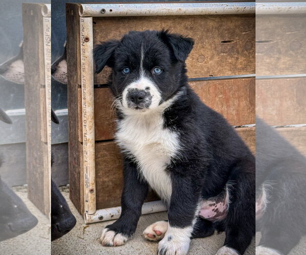Medium Photo #1 Labrador Retriever-Unknown Mix Puppy For Sale in San Diego, CA, USA