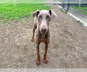 Doberman Pinscher Dogs for adoption in Orange, CA, USA