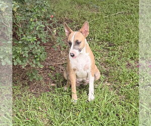Linda - mamma dog ready for some me time - Female Bull Terrier-Unknown Mix Dog for Adoption - Photo #2