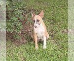 Small #1 Bull Terrier Mix