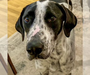 Pointer-Unknown Mix Dogs for adoption in Brooklyn, NY, USA