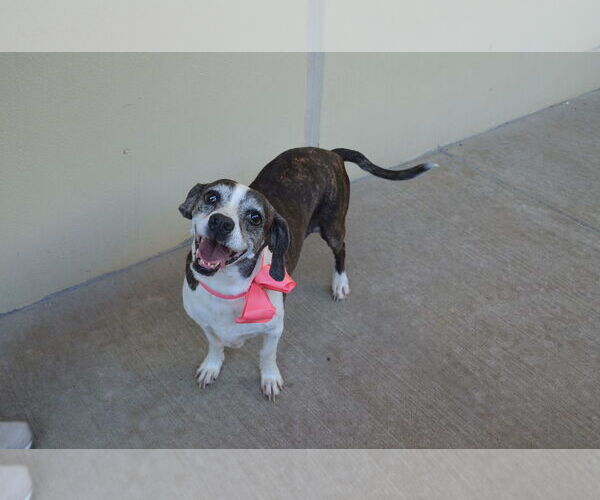 Medium Photo #3 Beagle-Unknown Mix Puppy For Sale in McKinney, TX, USA