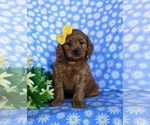 Small Photo #3 Cavapoo Puppy For Sale in CHRISTIANA, PA, USA