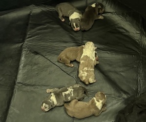 American Bully Puppy for sale in PARKVILLE, MD, USA