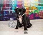 Small #1 Staffordshire Bull Terrier Mix