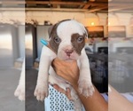 Puppy Estrella American Bulldog