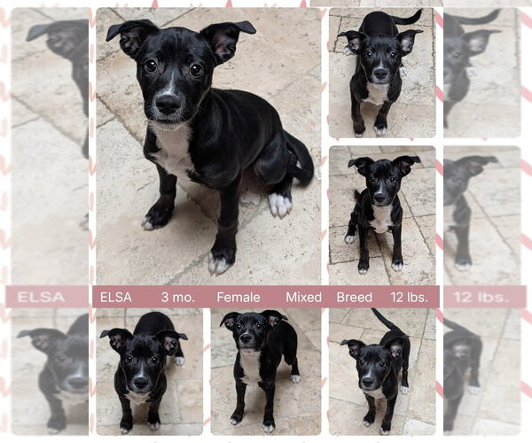 Medium Photo #4 Mutt Puppy For Sale in Mesa, AZ, USA