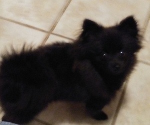 Father of the Pomeranian puppies born on 04/01/2023