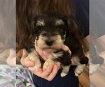 Small Photo #1 Schnauzer (Miniature) Puppy For Sale in BOYLESTON, IN, USA