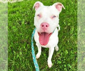 American Pit Bull Terrier-Unknown Mix Dogs for adoption in Minneapolis, MN, USA