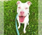 Small American Pit Bull Terrier Mix
