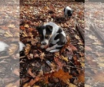 Small Photo #12 Australian Cattle Dog Puppy For Sale in OREGON HOUSE, CA, USA