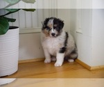 Small Photo #54 Australian Shepherd Puppy For Sale in GREER, SC, USA