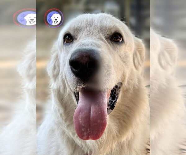 Medium Photo #1 Great Pyrenees Puppy For Sale in Spring, TX, USA