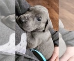 Small Photo #19 Great Dane Puppy For Sale in OGDEN, UT, USA