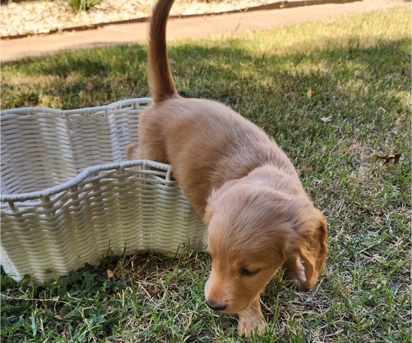 Medium Photo #2 Doodle-Goldendoodle Mix Puppy For Sale in WACO, TX, USA