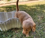 Small #1 Doodle-Goldendoodle Mix