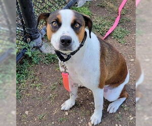 Mutt Dogs for adoption in San Antonio, TX, USA
