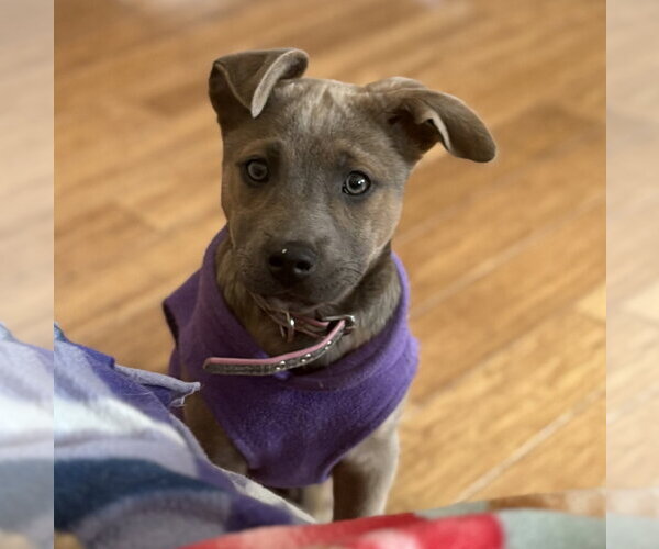 Medium Photo #4 Mutt Puppy For Sale in Brooklyn Center, MN, USA