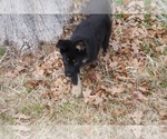 Small Photo #9 German Shepherd Dog Puppy For Sale in NOBLE, OK, USA