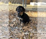 Small #12 Airedale Terrier