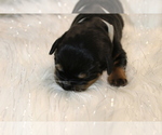 Small Photo #5 Rottweiler Puppy For Sale in HEMINGWAY, SC, USA