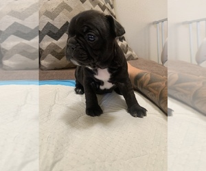 French Bulldog Puppy for Sale in BEAUMONT, California USA