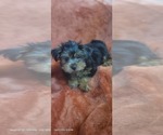 Small #11 Yorkshire Terrier