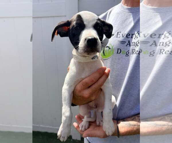 Medium Photo #1 Boxer-Unknown Mix Puppy For Sale in Pompano Beach , FL, USA