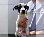 Small Boxer Mix