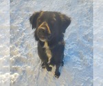 Small #10 Mutt