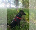 Small #3 Labrador Retriever Mix