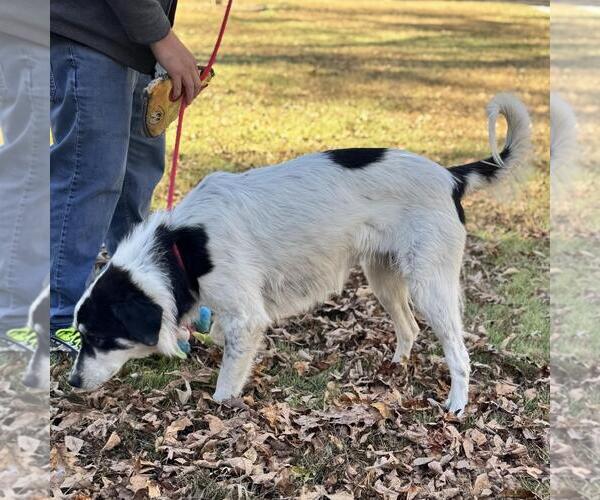 Medium Photo #3 Great Pyrenees-Unknown Mix Puppy For Sale in Yardley, PA, USA