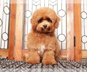 Medium Cavapoo (Miniature)