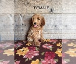 Small #14 Goldendoodle mix (+ Poodle Miniature)