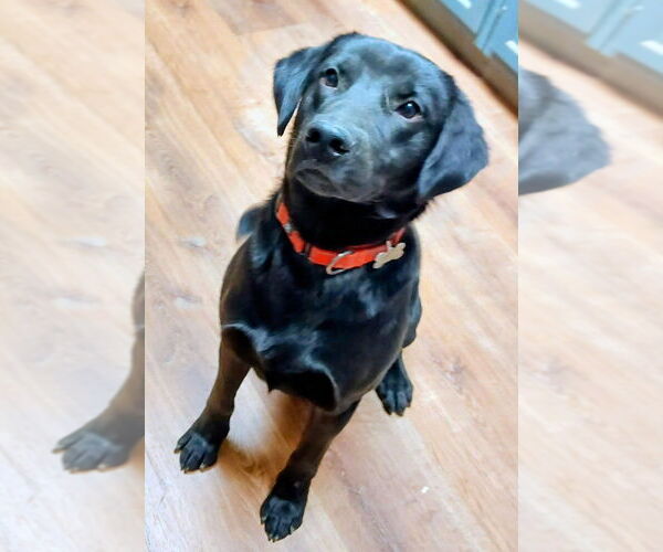 Medium Photo #2 Labrador Retriever-Unknown Mix Puppy For Sale in Boston, MA, USA