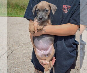 Carol - Female Mutt Dog for Adoption - Photo #3