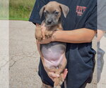 Small #2 Mutt