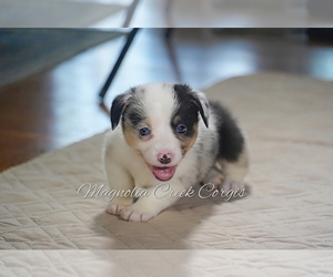 Pembroke Welsh Corgi Puppy for sale in ANDALUSIA, AL, USA