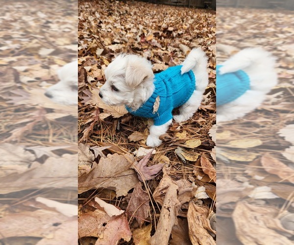 Medium Photo #4 Maltese Puppy For Sale in CHESAPEAKE, VA, USA