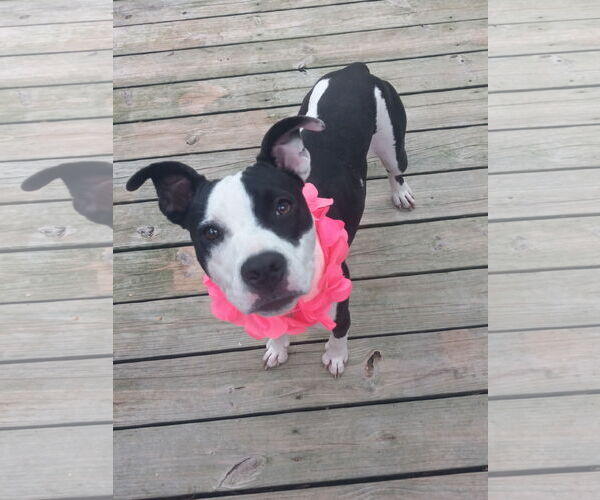 Medium Photo #7 Mutt Puppy For Sale in Murfreesboro, NC, USA