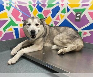 Huskies -Unknown Mix Dogs for adoption in Baytown, TX, USA