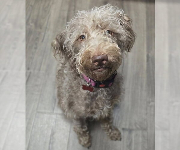 Medium Photo #1 Poodle (Standard)-Unknown Mix Puppy For Sale in Lakewood, CO, USA