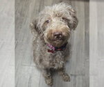 Small Poodle (Standard) Mix