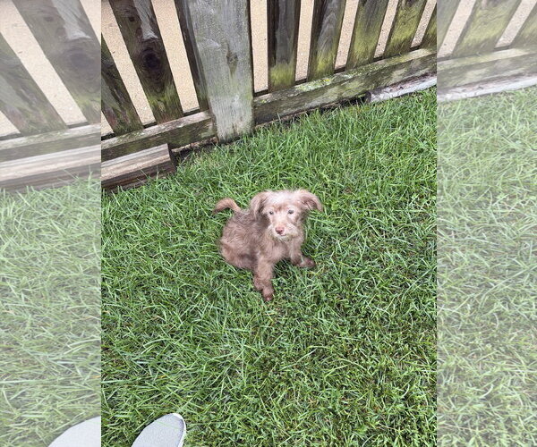 Medium Photo #2 ShiChi Puppy For Sale in Plainfield, IL, USA