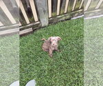 Small #1 ShiChi