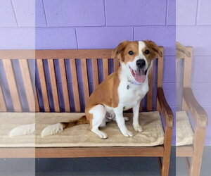 Golden Labrador Dogs for adoption in Genesee, WI, USA