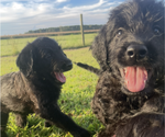 Small #42 Labradoodle