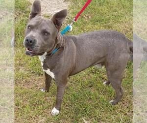 American Pit Bull Terrier-Great Dane Mix Dogs for adoption in Cabool, MO, USA